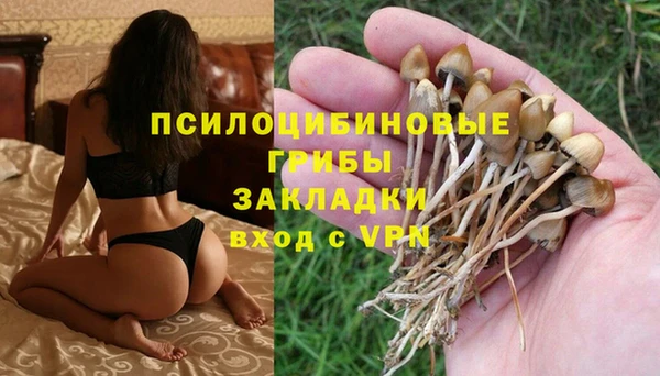 шишки Дмитриев